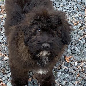 Meet your Posher, Debora